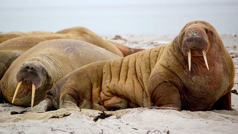 蜜桃传媒全媒体资源矩阵覆盖主流平台